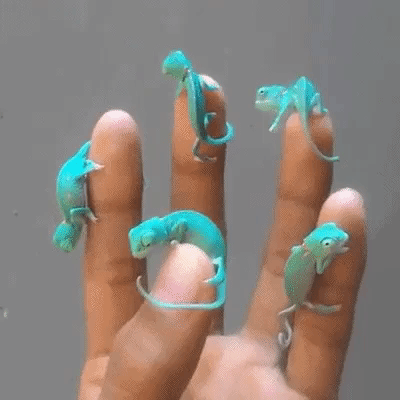 Five Baby Chameleons on Human's Fingers Cute