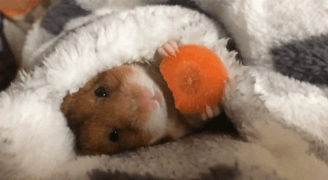 animal de compagnie hamster mangeant une carotte