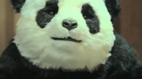 Panda Birthday Gifs Get The Best Gif On Giphy