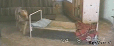 https://media.giphy.com/media/3eezmo8LfNnxu/giphy.gif