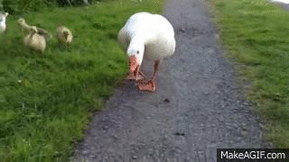 Goose GIF - Find & Share on GIPHY