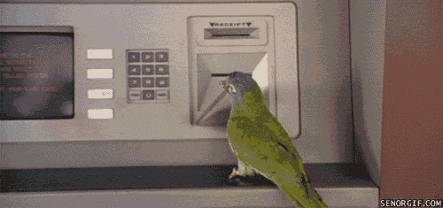 Cheezburger money bird parrot $$$