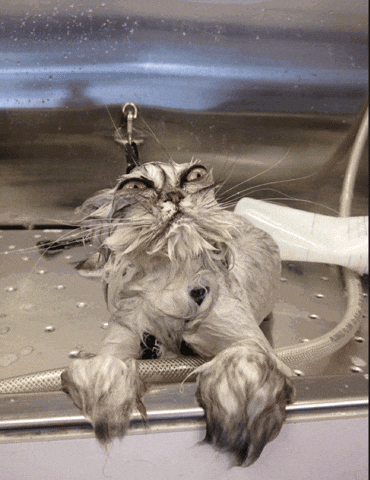 Wet Cat GIFs Get The Best GIF On GIPHY