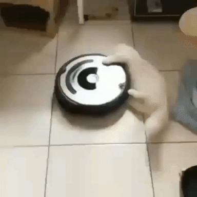 Cat Spinning GIF