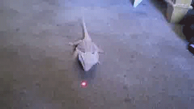 Laser Pointers GIFs - Find & Share on GIPHY