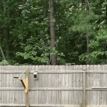 How to deal with bird food stealer in funny gifs
