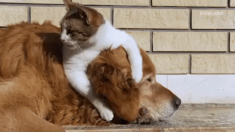 Gatito y perrito siendo amigos