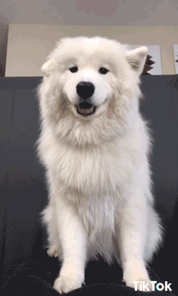 cute dog animated gif icons cute dog animated gif icons