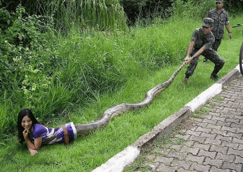 Snake Gif Find Share On Giphy