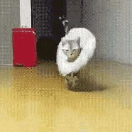 fashionable cat wearing a ruffle