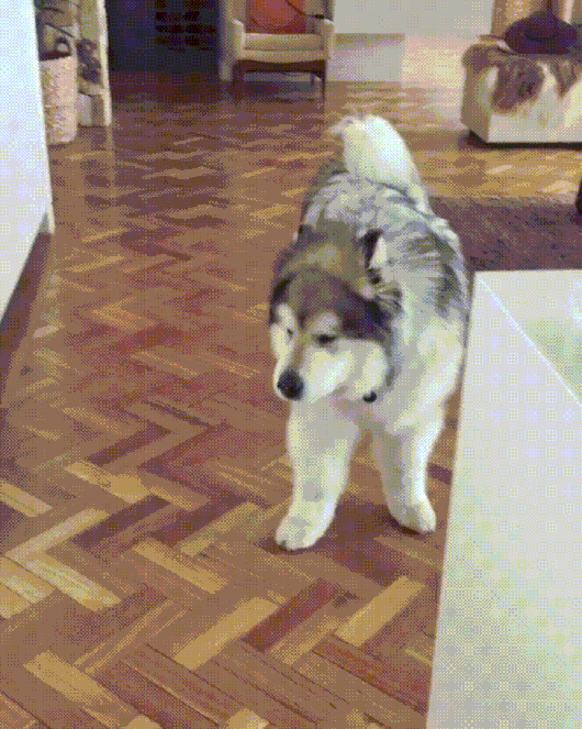 Big Old Fluffpaws Want a Treat | Do Stretch Cute Dog