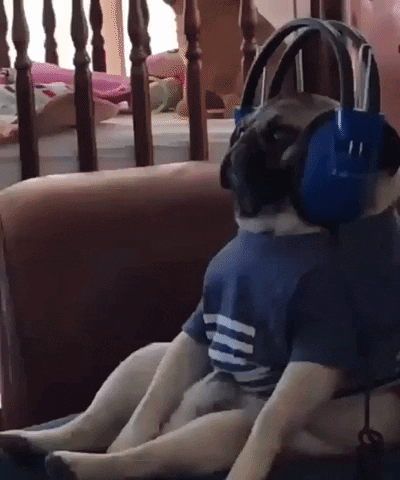 Um cachorro pug dançando enquanto escuta músicas em um headphone