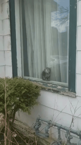 Cat with serious error in animals gifs
