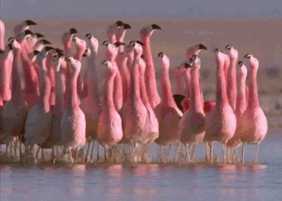 flamingi hodijo po vodi