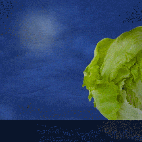 Lettuce Iceberg Gif By Welcome! At America’S Diner We Pronounce It GIF