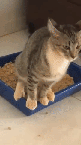 Dicas] 8 formas de como ensinar o gato a usar a caixa de areia