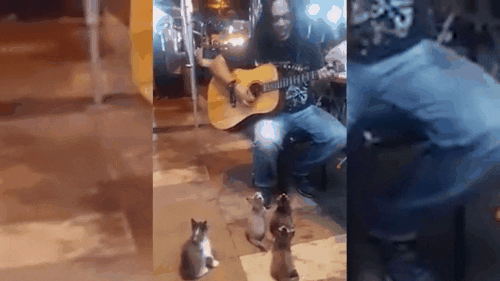 contioutra.com - 4 gatinhos apaixonados pela música pararam para ouvir um cantor de rua que todos ignoraram