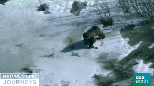 BBC Earth animals nature bear bbc