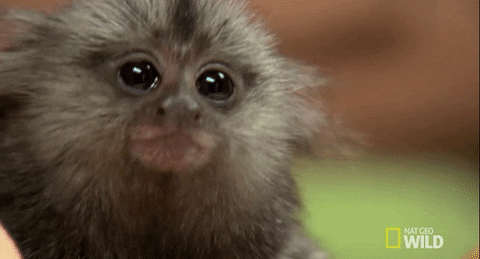 Monkey GIFs - Find & Share on GIPHY