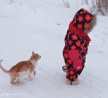 Cats Cat Attack GIF