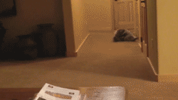 giphy.gif
