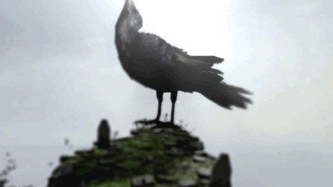 Headbanging Crow