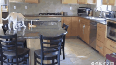 Clever Dog best Gif