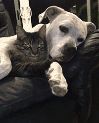Dog And Cat Love in funny gifs
