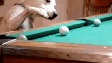 Dog Playing Billiards  best Gif