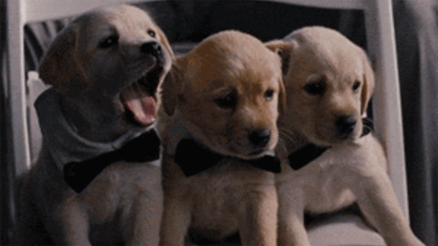 Yawning Cuties best Gif