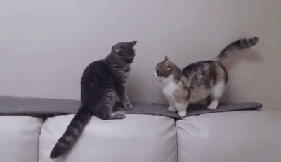 imagenes gif,imagenes graciosas, las mejores imagenes, imagenes graciosas, chistes, risas