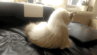 giphy.gif