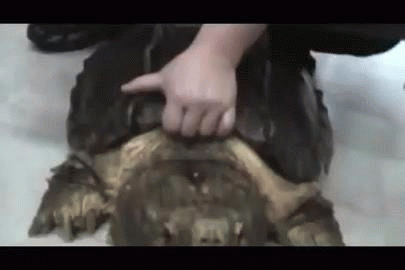 turtle eating gif