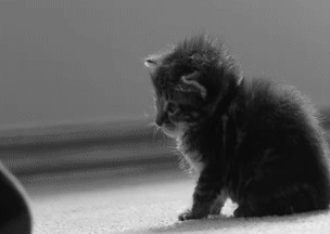 imagenes gif,imagenes graciosas, las mejores imagenes, imagenes graciosas, chistes, risas
