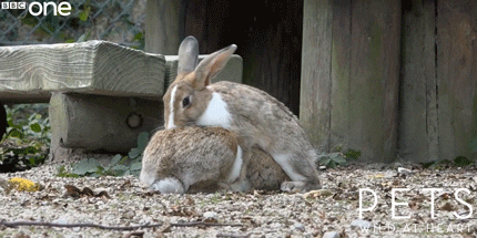 Two rabbits about to have sex