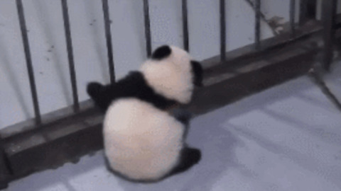 Flexible Panda best Gif