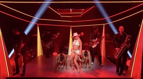 giphy.gif