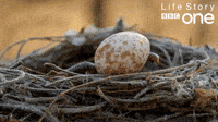 Яйце — класичний спосіб продовжити рід 🥚