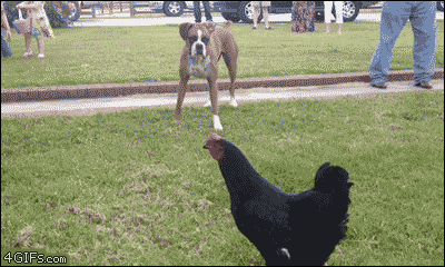 tumblr zone mom Chicken  Vine Avenue chases into dog