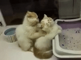 imagenes gif,imagenes graciosas, las mejores imagenes, imagenes graciosas, chistes, risas