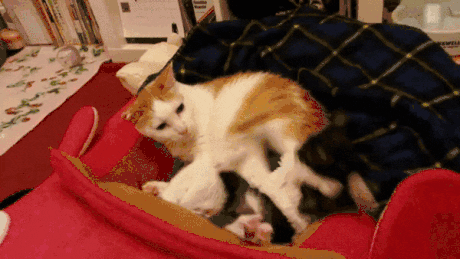 imagenes gif,imagenes graciosas, las mejores imagenes, imagenes graciosas, chistes, risas