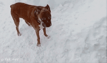 What A Dog in funny gifs