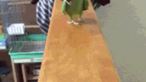 Don't Disturb While Parrot Walking funny Gif