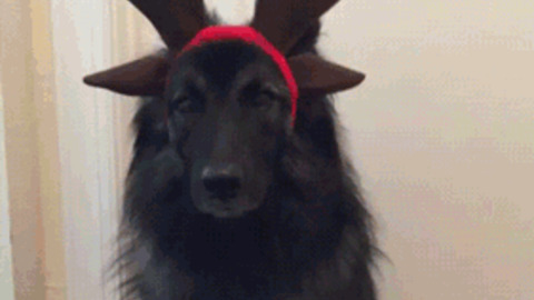 Cute doggy best Gif