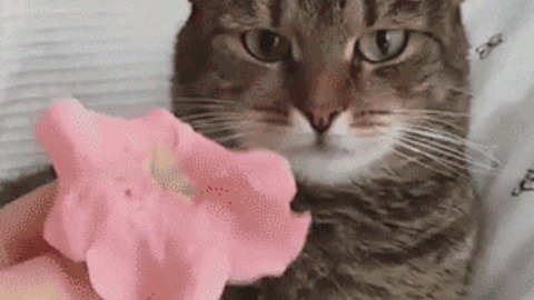 OMG what did you do ? best Gif