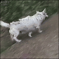 external_gif