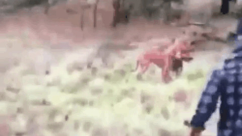 Kangaroo vs Human best Gif