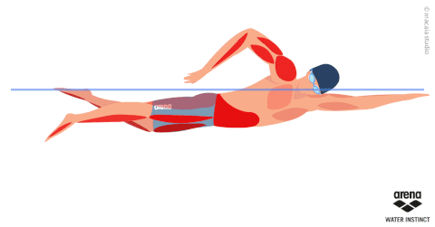 Muscles Used While Swimming