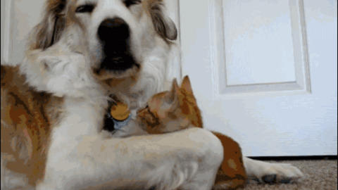 Naughty cat best Gif