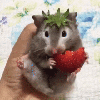 Mouse Eating in animals gifs
